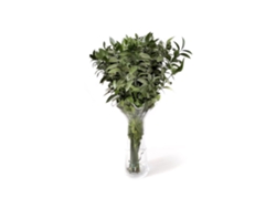 Ruscus | Flor Natural | Ramo de 50 tallos | Verde | 80cm de alto