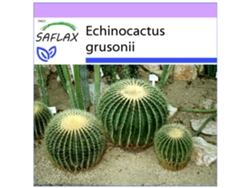 SAFLAX Asiento de suegra 40 semillas Echinocactus grusonii