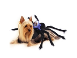 Disfraz de araña de Halloween para perro o gato (pecho y espalda)