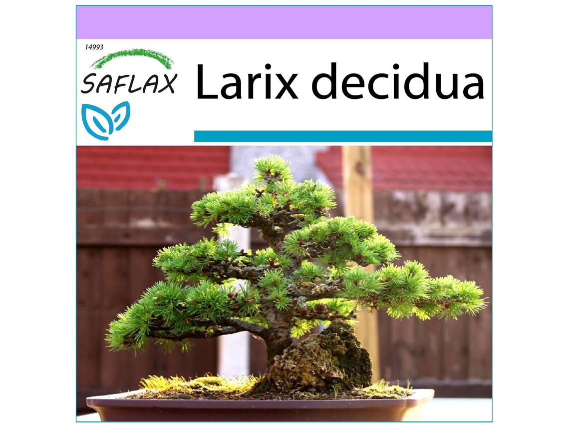 SAFLAX Alerce europeo 75 semillas Larix decidua