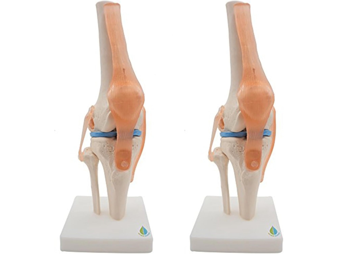Modelo anatómico 2x de la articulación de la rodilla con ligamentos. SFUSHOS