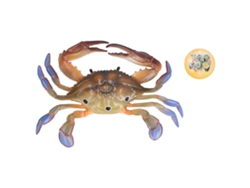 Ats-modelo De Cangrejo Animal Marino Figura Juguete Educativo Para Niños Pl127-1298