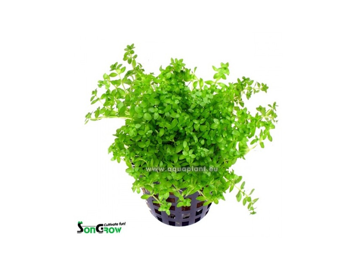 Micranthemum Micranthemoides (syn: Hemianthus Micranthemoides)