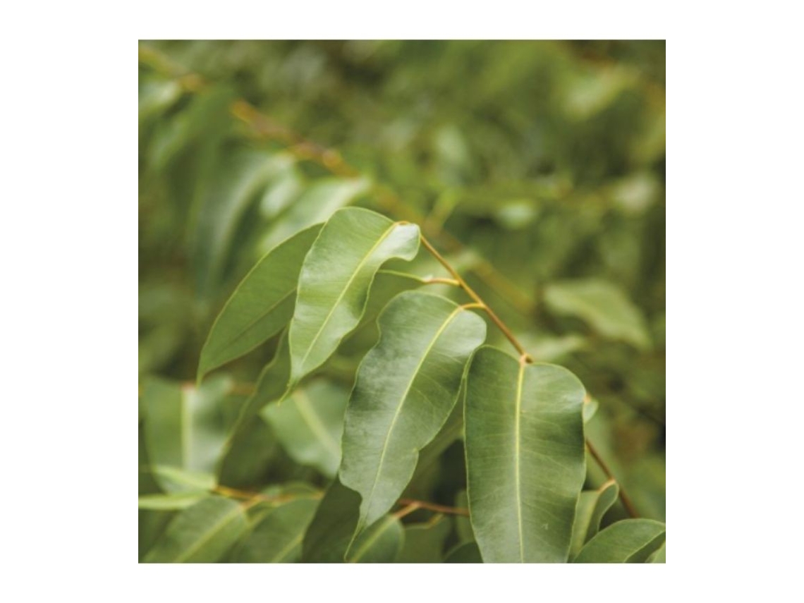 Aceite esencial puro de Eucalipto Radiata 10 ml 131 Lakshmi
