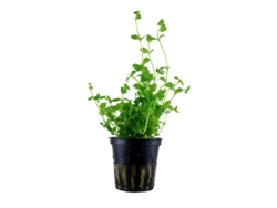 Bacopa Australis