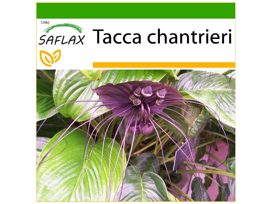 SAFLAX Planta murciélago 10 semillas Con sustrato de cultivo libre de gérmenes Tacca chantrieri