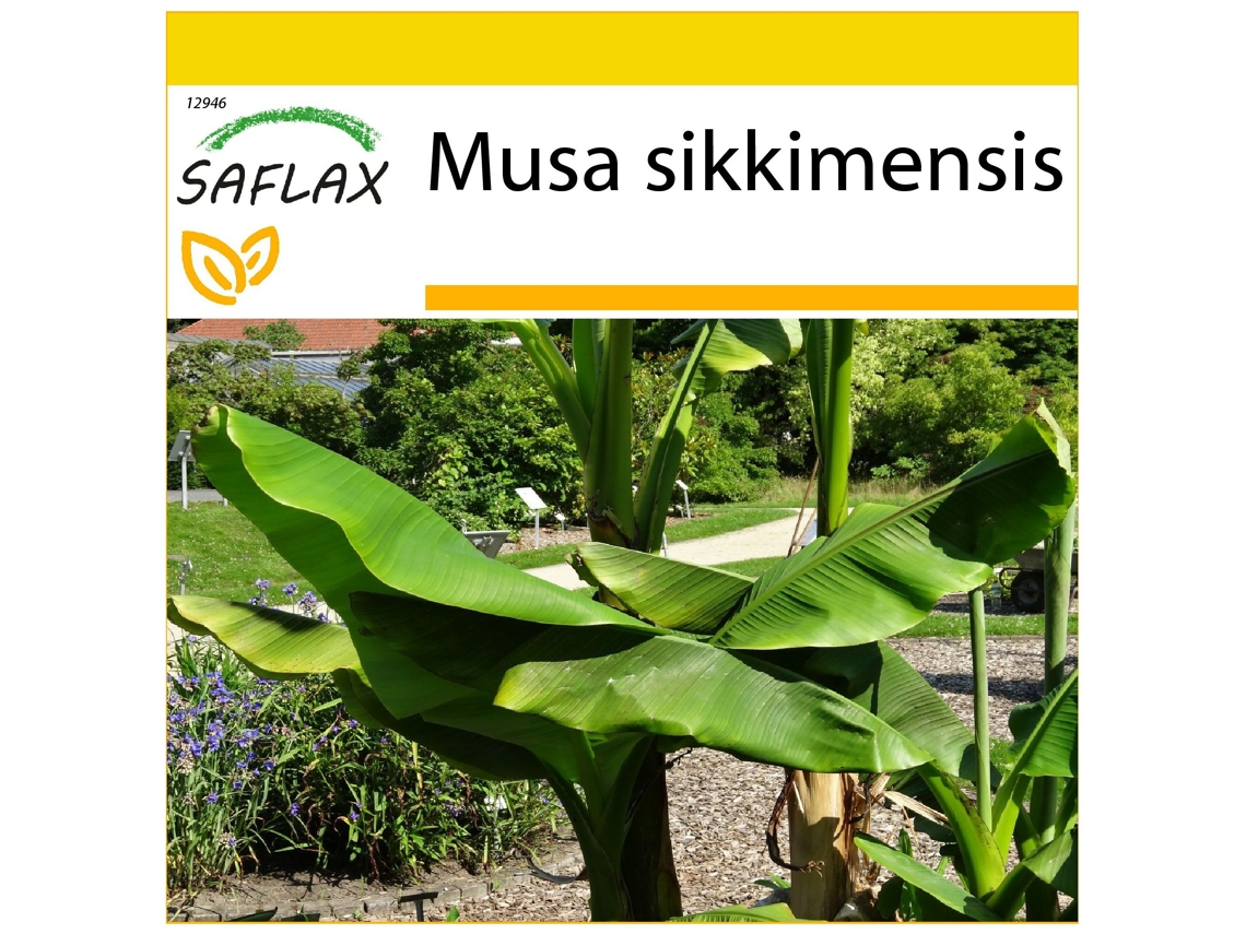 SAFLAX Conjunto de cultivo Bananero Darjeeling 5 semillas Con mini invernadero, sustrato de cultivo y 2 macetas Musa sikkimensis