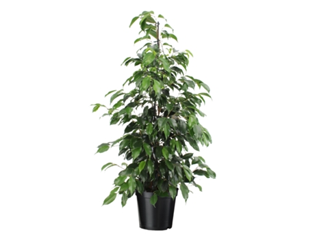 Plantas verdes - PLANT IN A BOX - Ficus benjamina Danielle - Set de 1 - Maceta 21cm - Altura 100-110cm