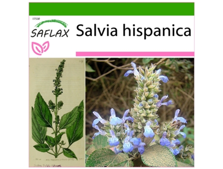 SAFLAX Chía 500 semillas Con sustrato de cultivo libre de gérmenes Salvia hispanica