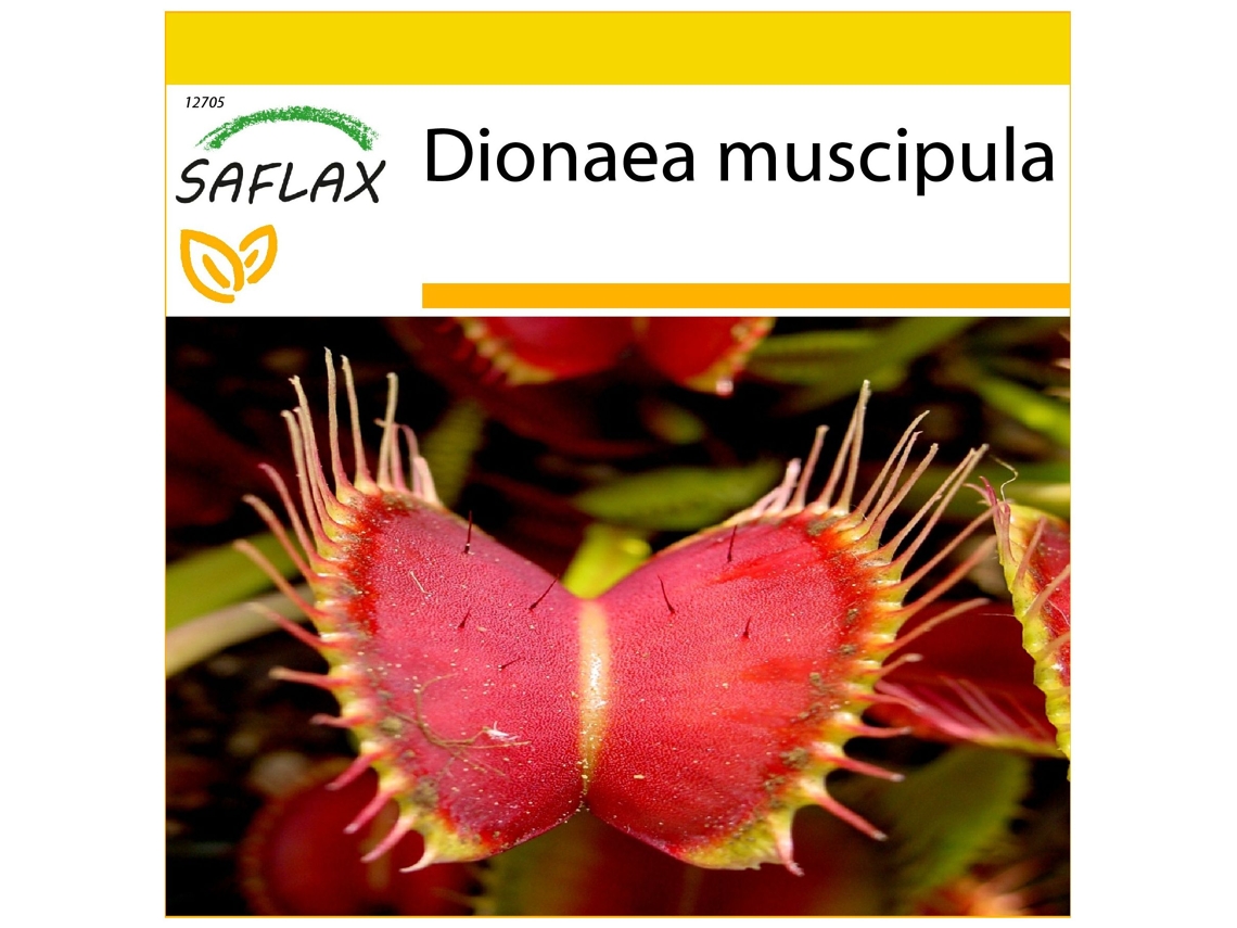 SAFLAX Conjunto de cultivo Venus atrapamoscas 10 semillas Con mini invernadero, sustrato de cultivo y 2 macetas Dionaea muscipula