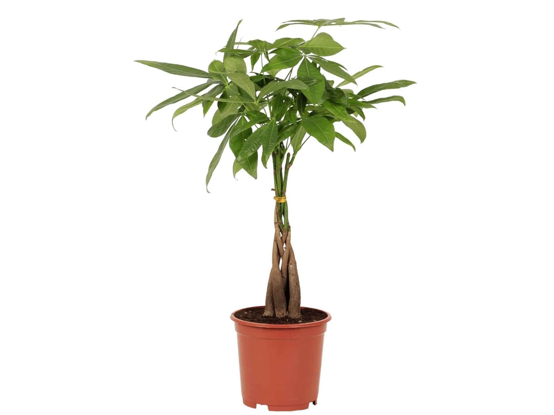 Planta Natural BIOMAPLANTS Pachira Aquatica (70-80 cm - Maceta 19 cm)