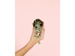 Ceropegia Woodii Variegata | Planta colgante natural para interiores, apta para mascotas | Pur Plant