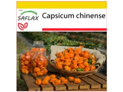 SAFLAX Conjunto de cultivo Chile habanero amarillo 10 semillas Con mini invernadero, sustrato de cultivo y 2 macetas Capsicum chinense
