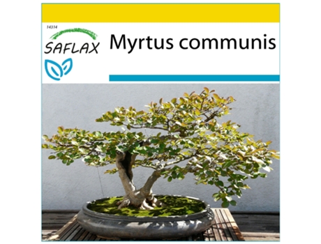 SAFLAX Conjunto de cultivo Mirto 30 semillas Con mini invernadero, sustrato de cultivo y 2 macetas Myrtus communis