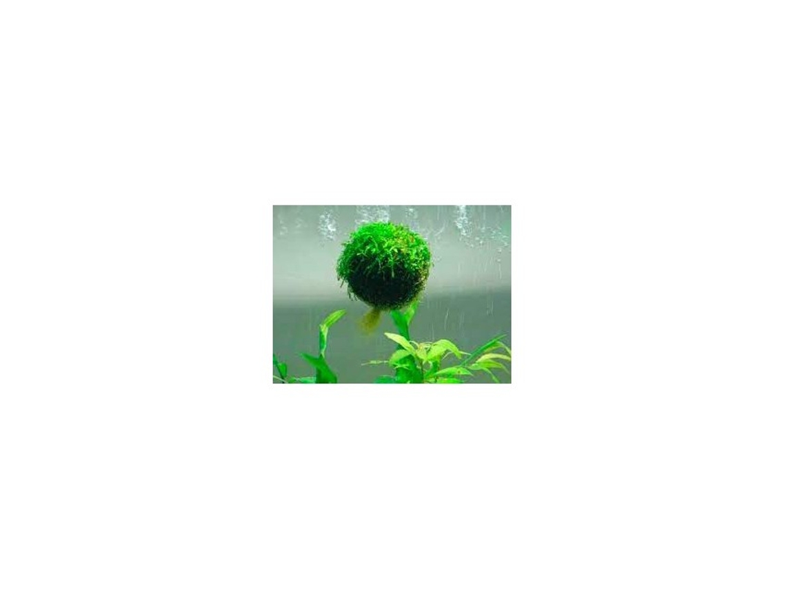 Vesicularia Dubyana Floating Ball