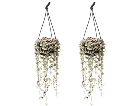 Hanging plants - PLANT IN A BOX - Ceropegia linearis Woodii - Set de 2 - Maceta 14cm - Altura 20-30cm