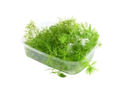 Ceratophyllum Demersum 'rabo de raposa'