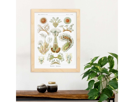 Póster NACNIC con Ilustración de Briozoario Estilo Vintage