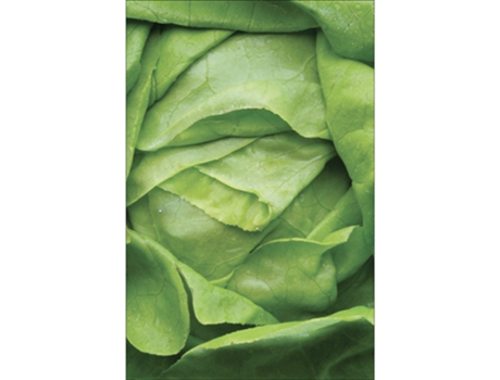 Adhesivos de Refrigerador y Lavaplatos PLAGE Lechuga Decorativa Verde Crujiente 75 cm X 49 cm