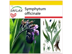 SAFLAX Conjunto de cultivo Consuelda 15 semillas Con mini invernadero, sustrato de cultivo y 2 macetas Symphytum officinale