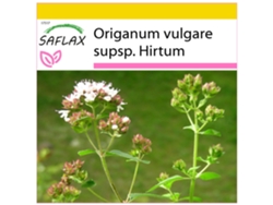 SAFLAX Conjunto de cultivo Orégano griego 600 semillas Con mini invernadero, sustrato de cultivo y 2 macetas Origanum vulgare supsp. Hirtum