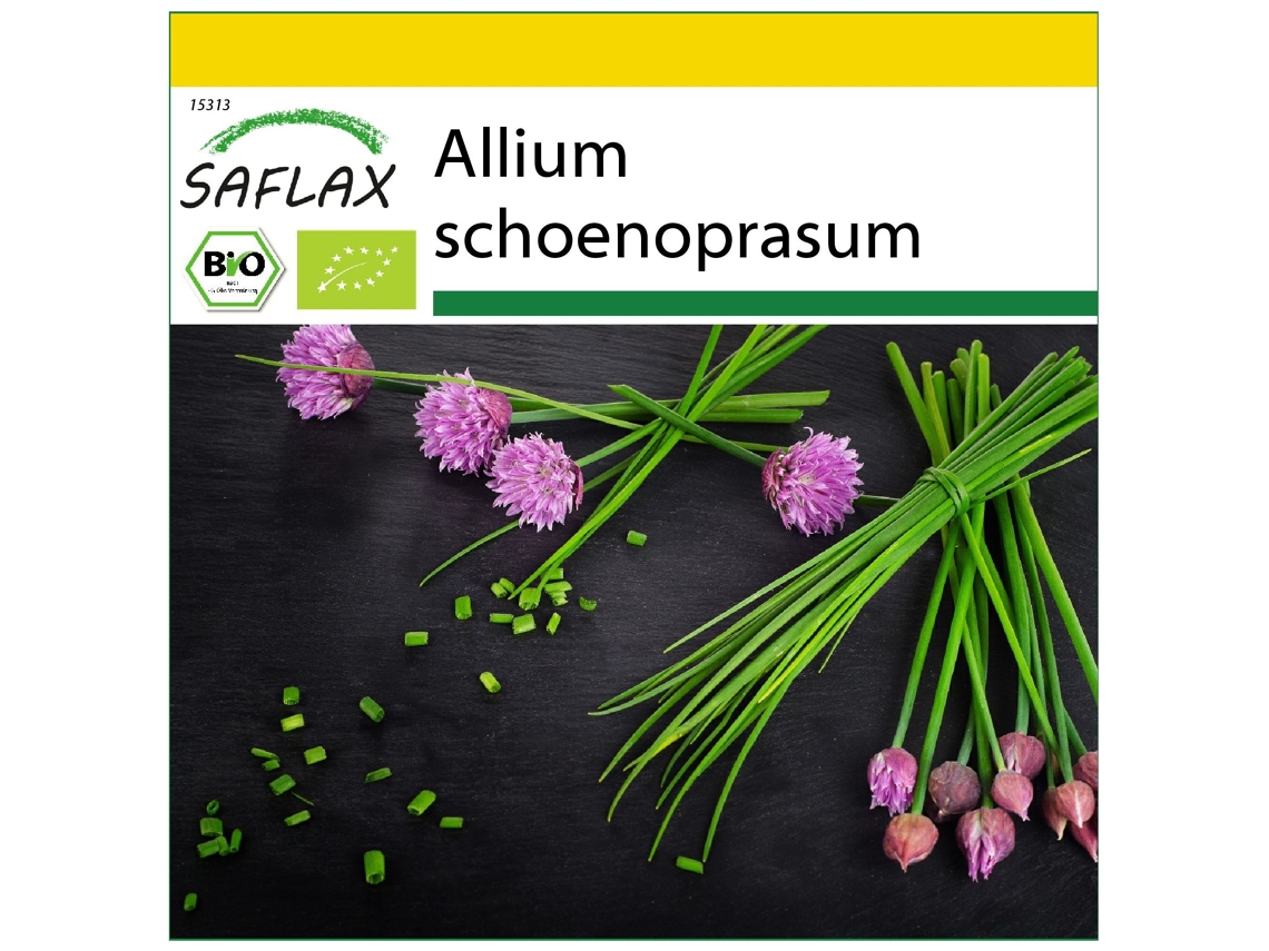 SAFLAX Conjunto de cultivo Ecológico Cebollino 250 semillas Con mini invernadero, sustrato de cultivo y 2 macetas Allium schoenoprasum