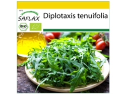 SAFLAX Conjunto de cultivo Ecológico Rúcula silvestre 1500 semillas Con mini invernadero, sustrato de cultivo y 2 macetas Diplotaxis tenuifolia