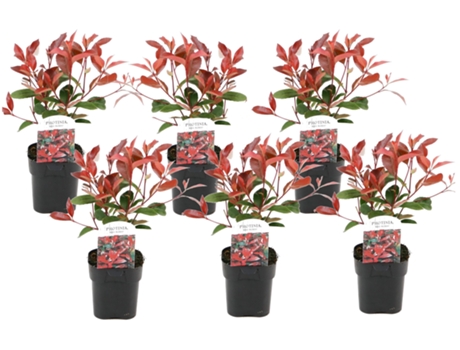 Arbustos - PLANT IN A BOX - Photinia fraseri Red Robin - Set de 6 - Maceta 17cm - Altura 30-40cm