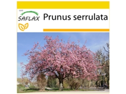 SAFLAX Conjunto de cultivo Cerezo japonés 30 semillas Con mini invernadero, sustrato de cultivo y 2 macetas Prunus serrulata