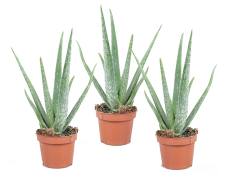 Cactus y suculentas - PLANT IN A BOX - Aloe barbadensis - Set de 3 - Maceta 10.50cm - Altura 25-40cm