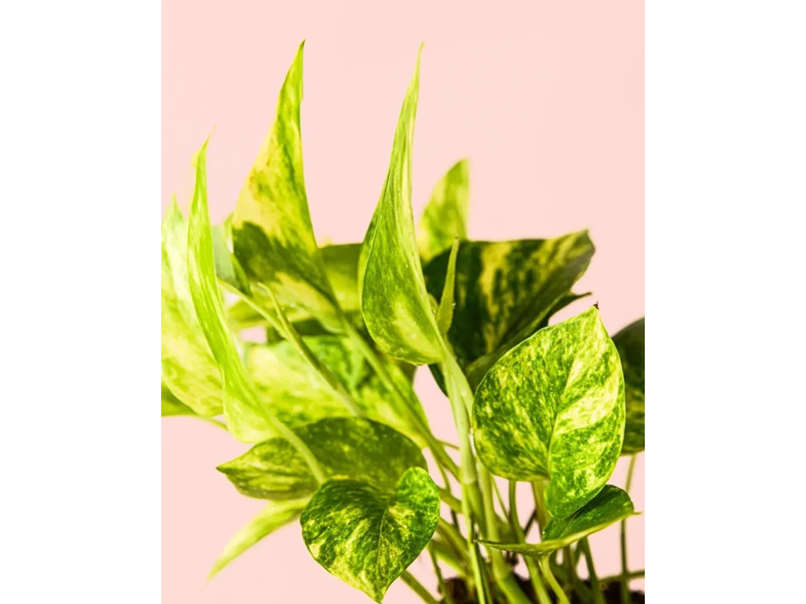 Pothos dorado | Planta colgante de interior, resistente y purificante | Pur Plant