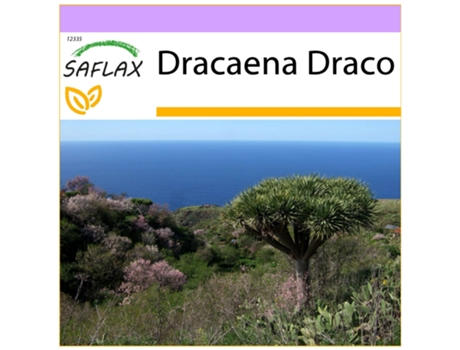SAFLAX Drago de Canarias 5 semillas Dracaena Draco