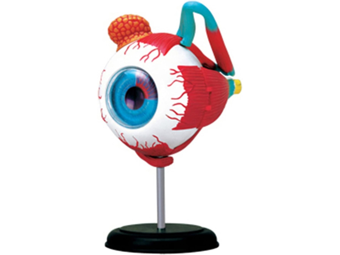 Modelo Anatómico Del Ojo Médico: Aprendizaje Y Enseñanza De La Ciencia De Los Instrumentos