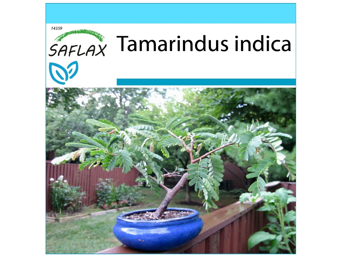 SAFLAX Set de regalo Tamarindo 4 semillas Con caja de regalo, etiqueta de envío, tarjeta de regalo y sustrato de cultivo. Tamarindus indica