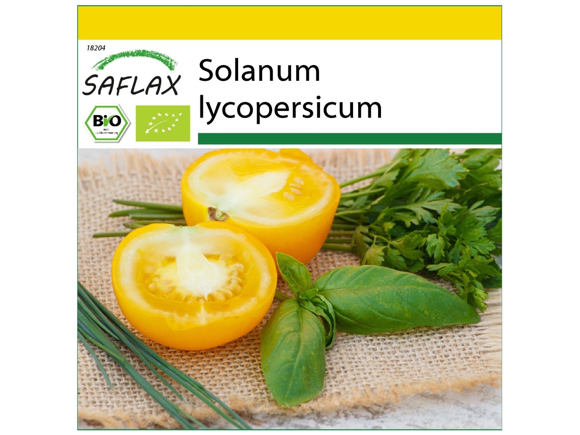 SAFLAX Conjunto de cultivo Ecológico Tomate Reina Dorada 15 semillas Con mini invernadero, sustrato de cultivo y 2 macetas Solanum lycopersicum