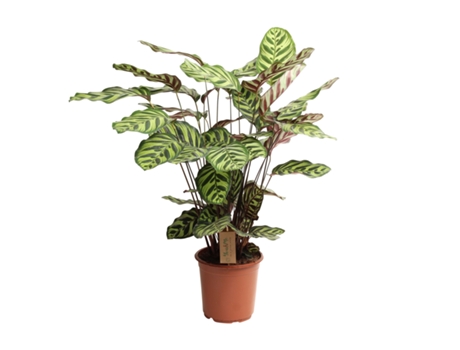 Plantas verdes - PLANT IN A BOX - Calathea makoyana - Set de 1 - Maceta 21cm - Altura 60-70cm
