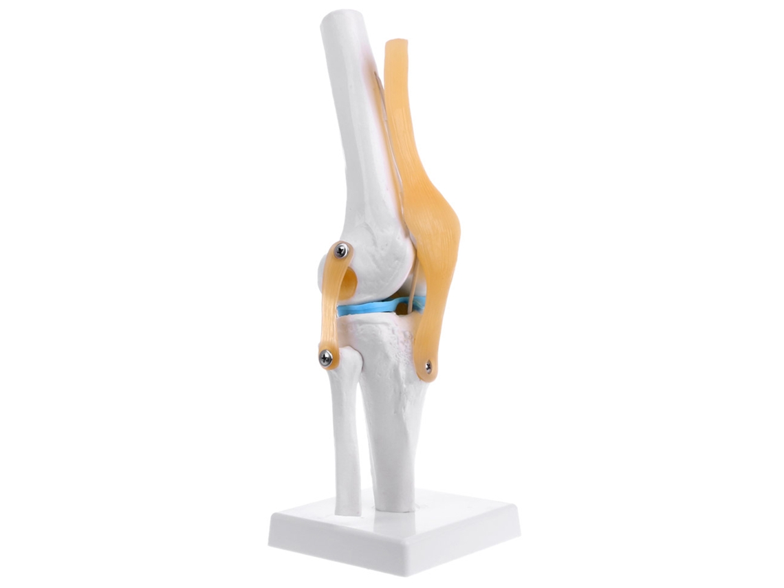 Modelo funcional de rodilla de PVC a escala 1:1 para uso educativo.