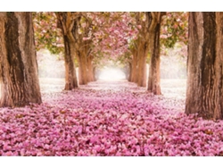 Fotomural OEDIM Cerezo (Rosa - 350x250cm - Vinilo)