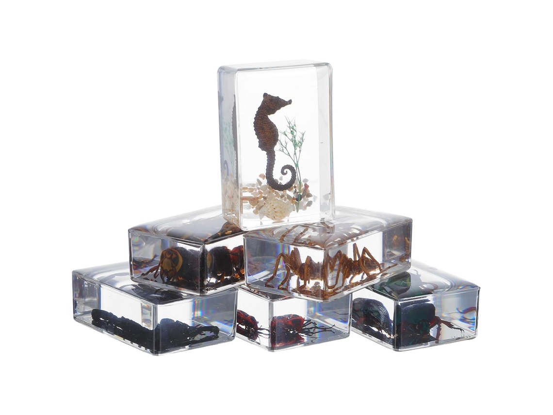 Juego de 6 especímenes de insectos en resina transparente, pisapapeles educativos para ciencias. SFUSHOS