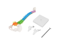Modelo Flexible De Columna Vertebral Humana Con Pelvis Y Fémur A Tamaño Real (45 Cm) En Pvc De Color.