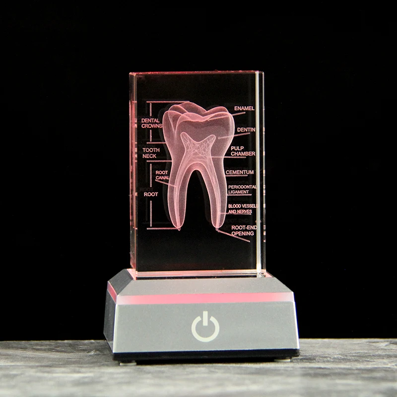 (con Base Led Plateada, 5x5x8 Cm) Modelo De Diente De Cristal Grabado Con Láser 3d, Accesorio Didáctico