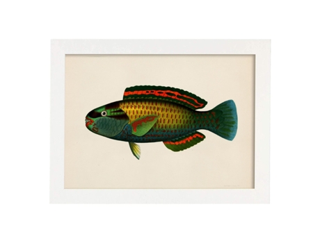 Póster NACNIC de Pez Verde Rojo Azul Amarillo en , Fondo Papel Vintage.