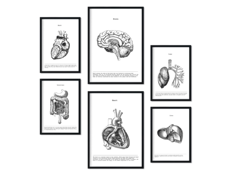 Set de 6 Poster NACNIC Anatomía (A3, A4)