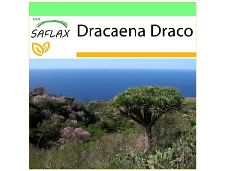 SAFLAX Garden to go Drago de Canarias 5 semillas Con maceta, tapa climática y sustrato de cultivo Dracaena Draco