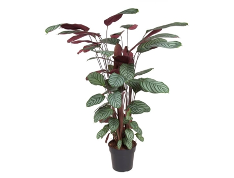 Plantas verdes - PLANT IN A BOX - Calathea Oppenheimiana - Set de 1 - Maceta 27cm - Altura 120-130cm