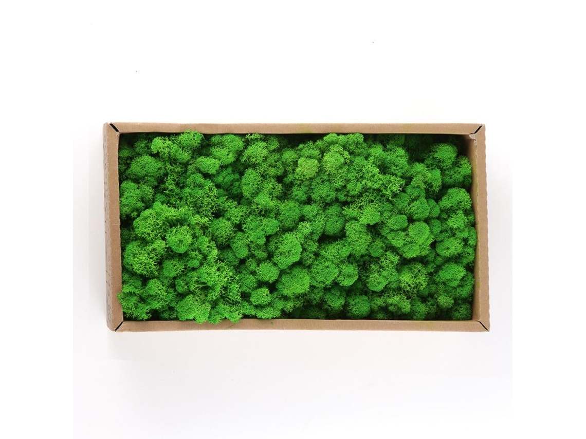 Musgo natural preservado, decoración duradera para el hogar