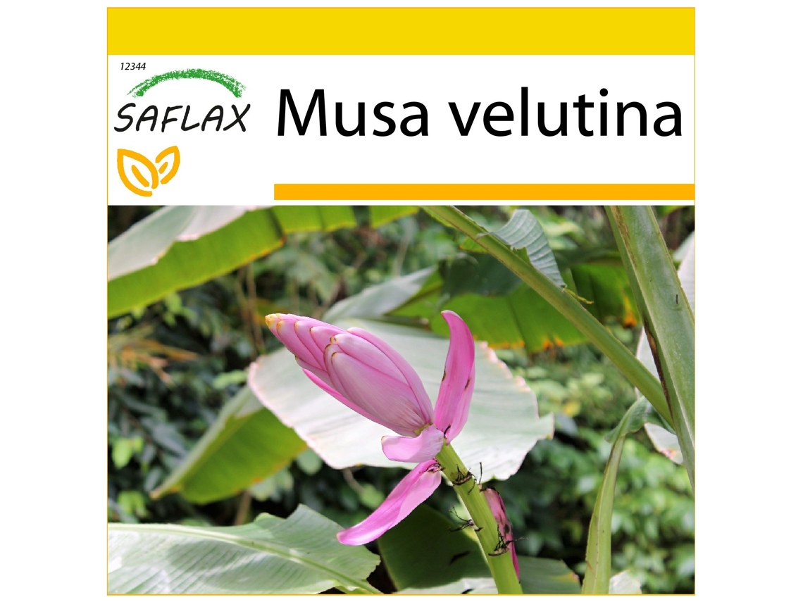 SAFLAX Conjunto de cultivo Banana de Kenia 8 semillas Con mini invernadero, sustrato de cultivo y 2 macetas Musa velutina
