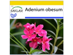 SAFLAX Conjunto de cultivo Rosa del desierto 8 semillas Con mini invernadero, sustrato de cultivo y 2 macetas Adenium obesum