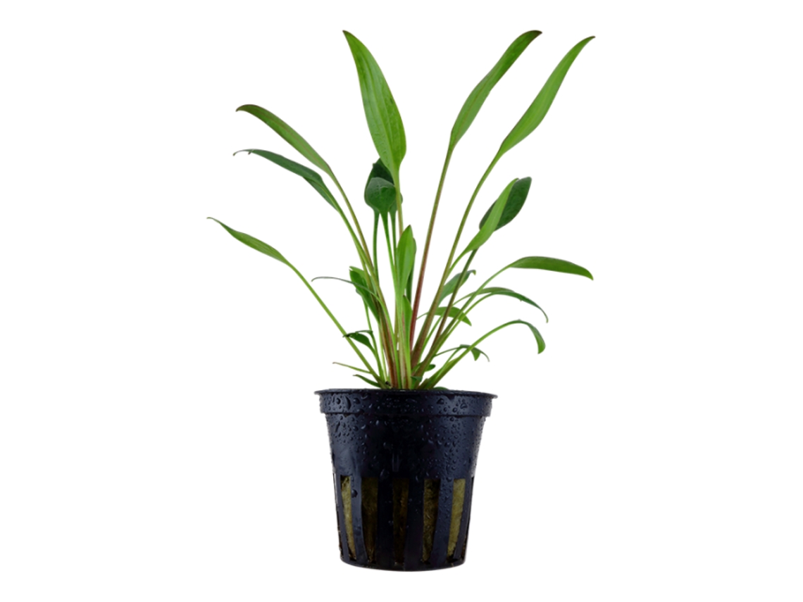 Cryptocoryne X Willisii