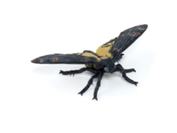 Figurita Polilla